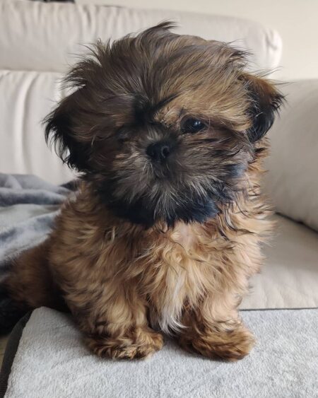 female Shih Tzu puppy
