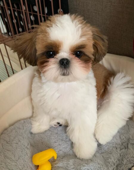 Appolo 12 week old male Shih Tzu puppy with white and tan coat