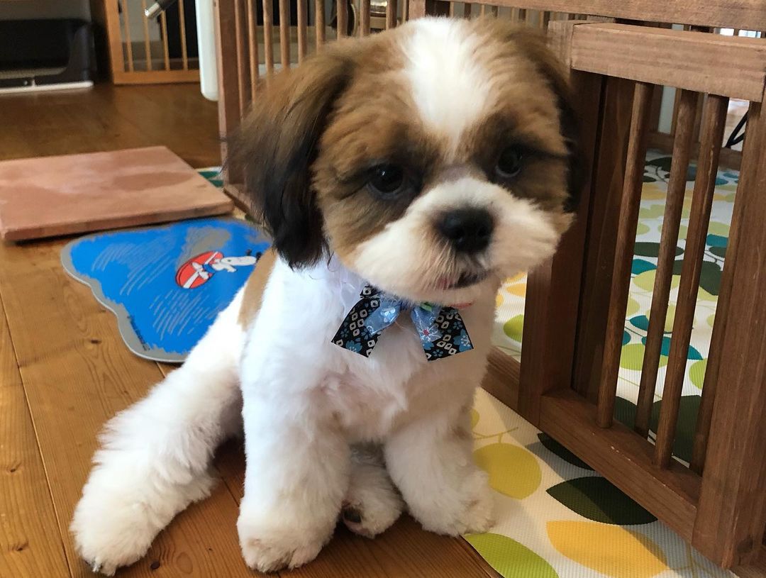 Bear 12 week old male Shih Tzu puppy with white and tan coat