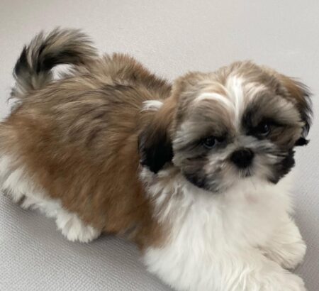 Bella 12 week old female Shih Tzu puppy with white gray black and tan coat