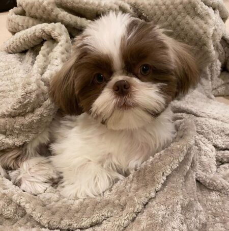 Cash 12 week old male Shih Tzu puppy