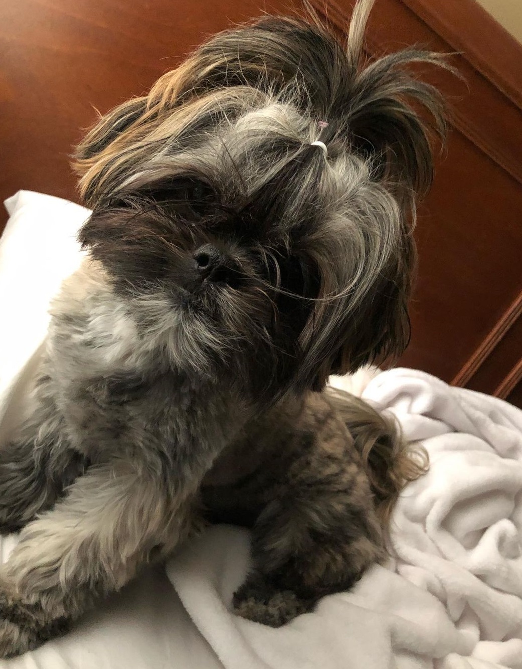 Lily 11 week old female Shih Tzu puppy with dark brown and black coat