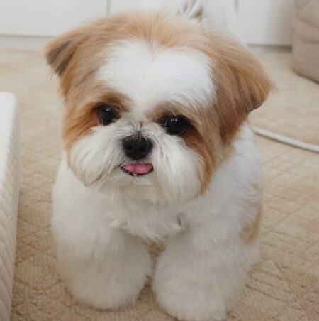 Maggie 12 week old female Shih Tzu puppy with white cream and tan coat