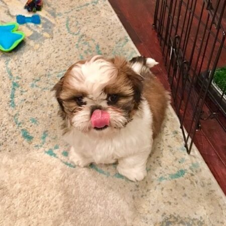 Milo 12 week old male Shih Tzu puppy with white and brown coat