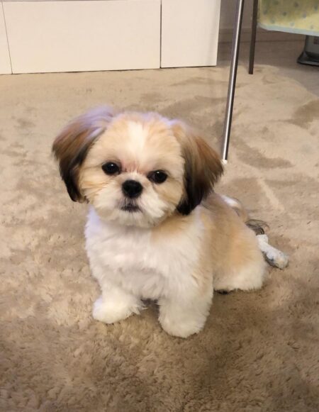 Sophie 13 week old female Shih Tzu puppy with white cream and tan coat